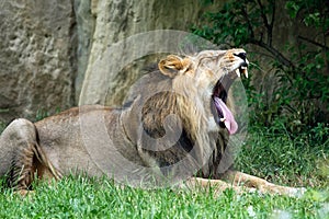 Male lion in the grass