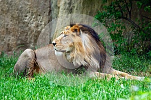 Male lion in the grass