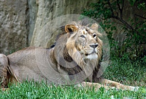 Male lion in the grass