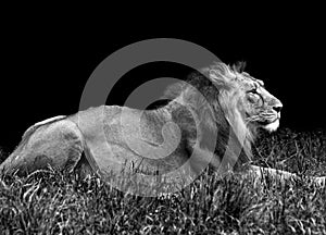 Male lion in the grass