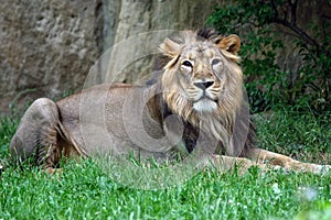 Male lion in the grass