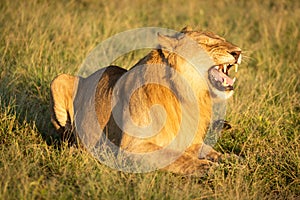 Male lion on grass showing Flehmen response