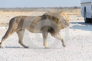 Male Lion on a gravel road