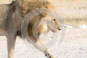 Male Lion on a gravel road