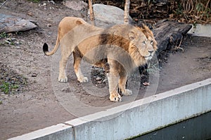 Male Lion