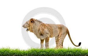 Male lion with green grass isolated