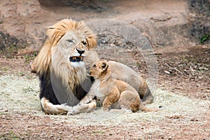 Male lion growling at his cub