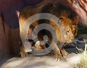 Male lion guarding his female lion