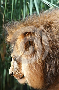 Male lion head