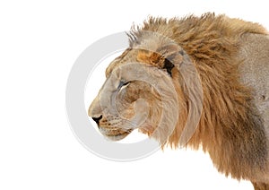 Male lion head isolated