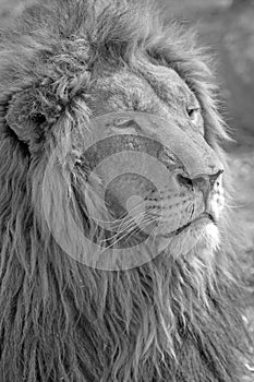 Male lion head in South Africa in black and white