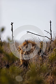 Male lion hiding in the bushes in Lewa Conservancy, Kenya