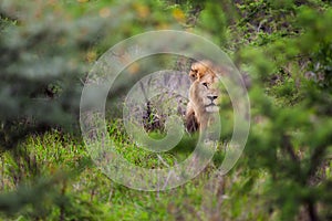 Lion hiding in South Africa photo