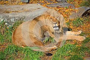Male lion: Highly distinctive