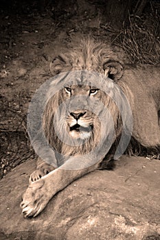 Male lion: Highly distinctive, the male lion