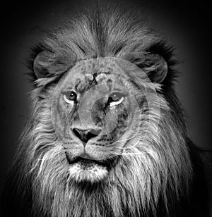 Male lion: Highly distinctive, the male lion is easily recognized by its mane,