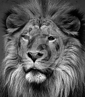 Male lion: Highly distinctive, the male lion is easily recognized by its mane,