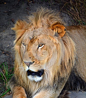 Male lion: Highly distinctive, the male lion is easily recognized by its mane,