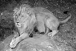 Male lion: Highly distinctive, the male lion is easily recognized by its mane,