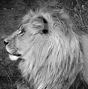 Male lion: Highly distinctive, the male lion is easily recognized by its mane,