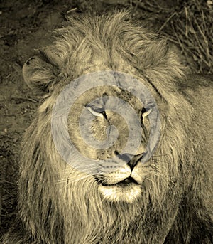 Male lion: Highly distinctive, the male lion is easily recognized by its mane,