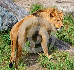 Male lion: Highly distinctive, the male lion is easily recognized by its mane,