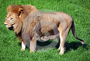 Male lion: Highly distinctive, the male lion is easily recognized by its mane,