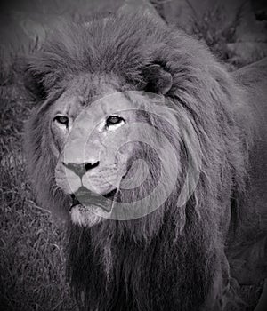 Male lion: Highly distinctive, the male lion is easily recognized by its mane