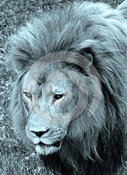 Male lion: Highly distinctive, the male lion is easily recognized by its mane