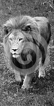 Male lion: Highly distinctive, the male lion is easily recognized by its mane