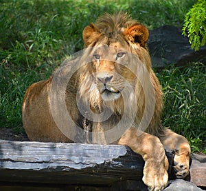 Male lion: Highly distinctive, the male lion is easily recognized by its mane