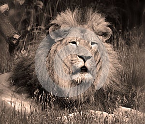 Male lion: Highly distinctive, the male lion is easily recognized by its mane