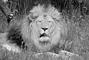 Male lion: Highly distinctive, the male lion is easily recognized by its mane,