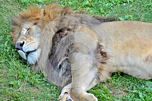 Male lion: Highly distinctive, the male lion is easily recognized by its mane,