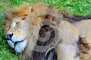 Male lion: Highly distinctive, the male lion is easily recognized by its mane,