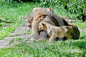 Male lion and his cub