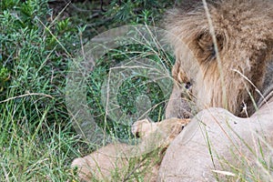 Male lion and his cub laying in the grass