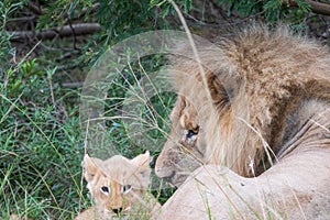 Male lion and his cub laying in the grass