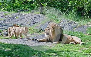 Male lion and his cubs