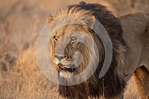 Male lion hunting on the African plains