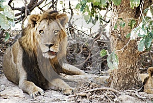 Male Lion injured trees