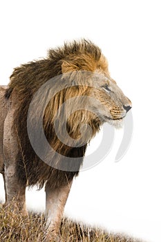 Male lion isolated