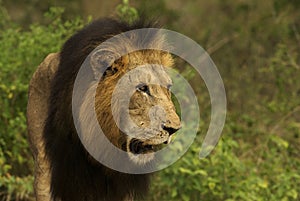 Male lion in jungle