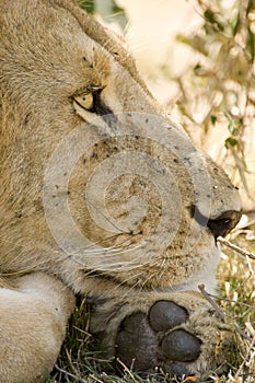 Male Lion Kenya