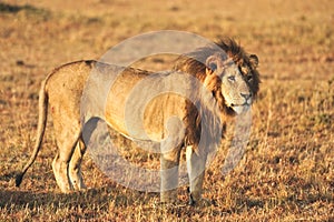 A male lion at kenya