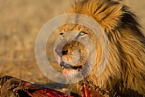 Male lion on a kill