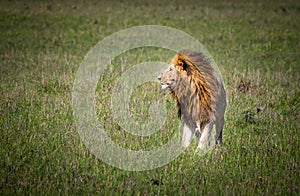 Male lion, king of the beasts, with a full mane of hair, stares left