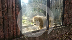 Male lion - king of felines at the zoo photo