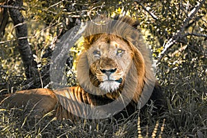 Male Lion, king of wildlife, rests in Africans wilderness