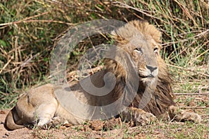 Male lion in Kruger National Park